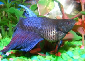 betta fish internal parasites