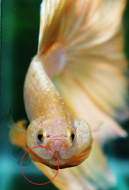 Betta Gills - bit-lo-2014-1