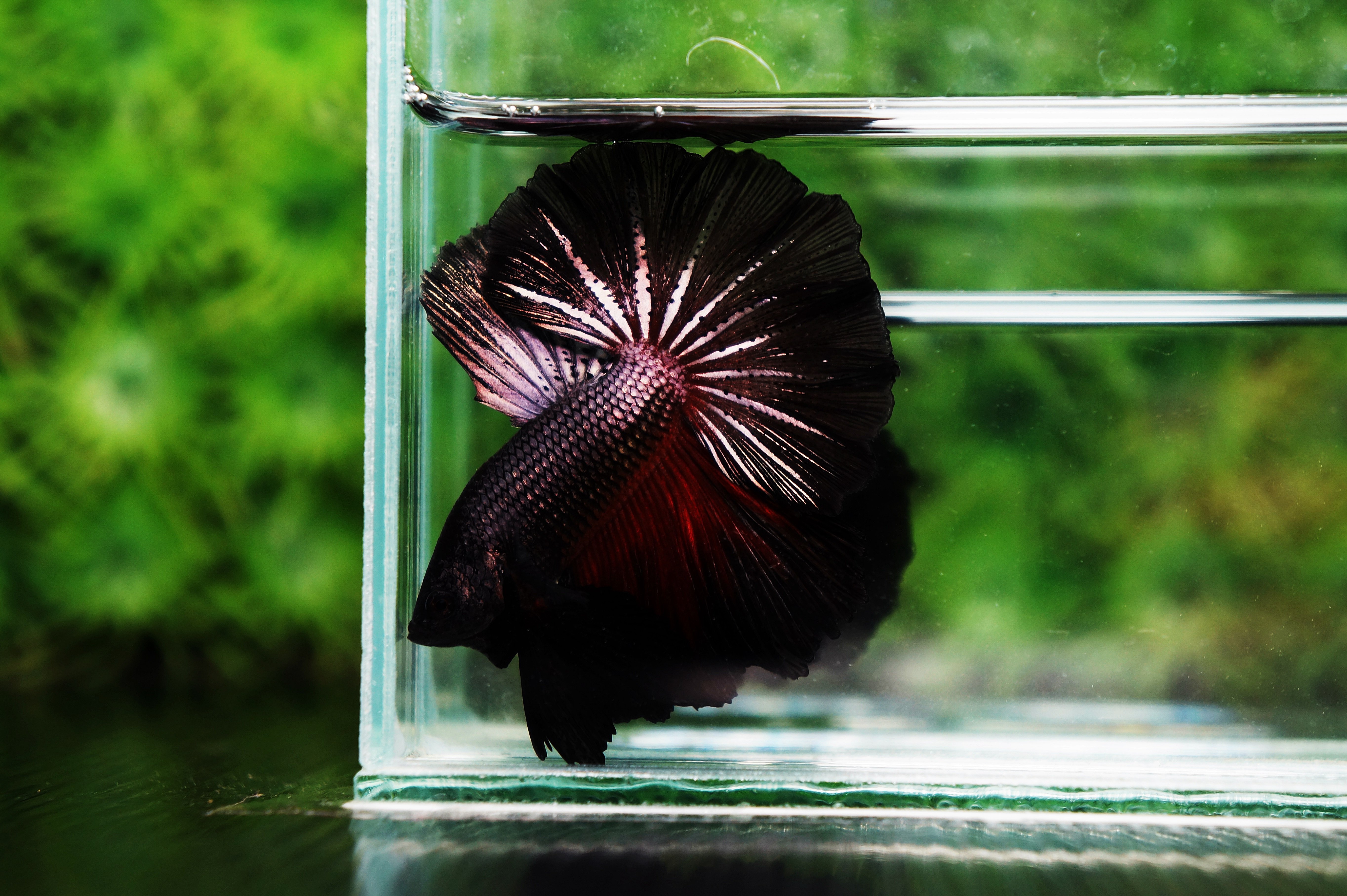 Complete Guide to Betta Fish Diseases and Treatment Nice Betta