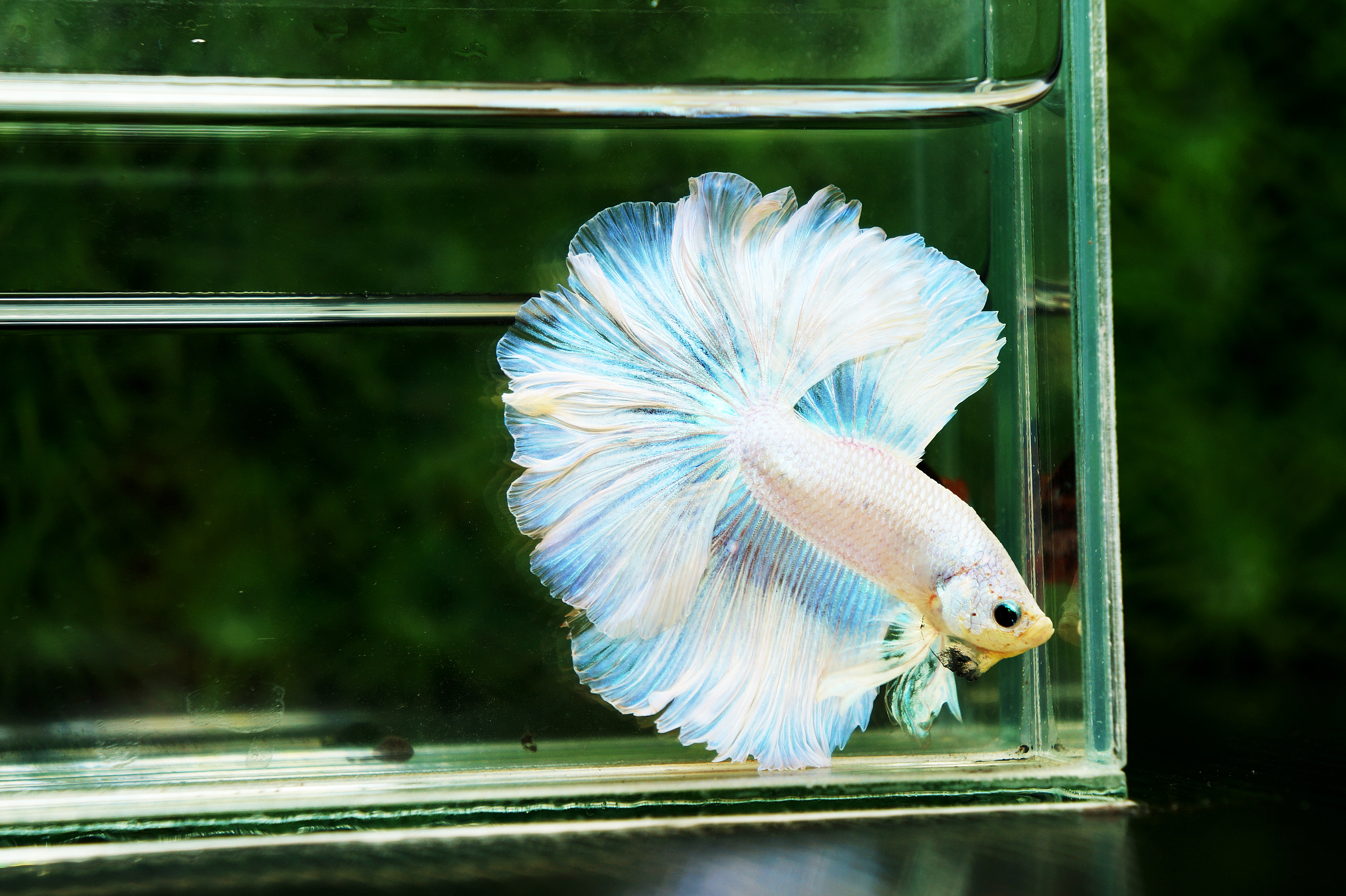 5 Key Steps Tips For Raising A Healthy Betta Fish Nice Betta Thailand Co Ltd