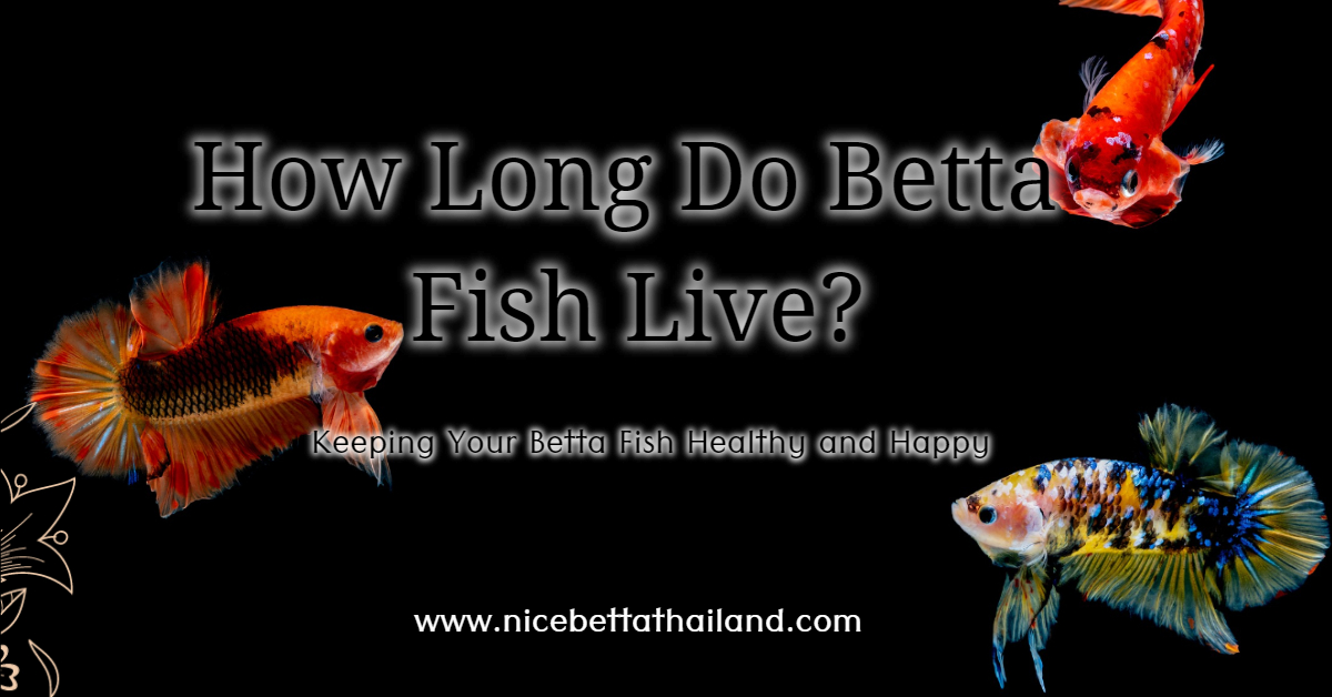 How Long Do Betta Fish Live
