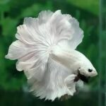 betta fish sale