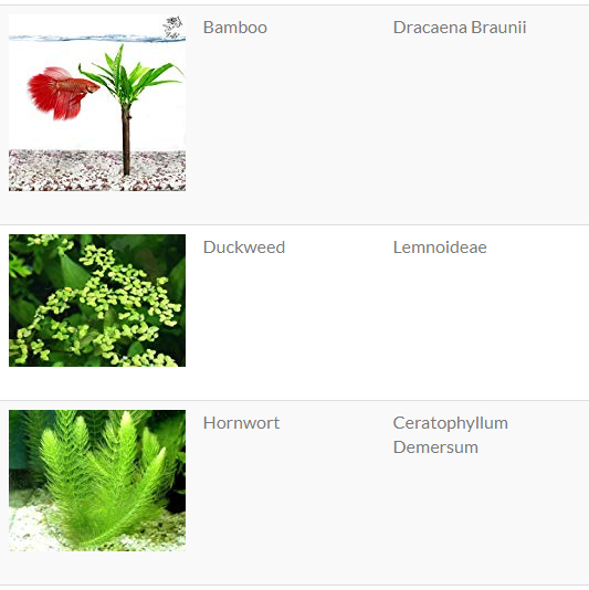 Best plants for your betta aquarium Nice Betta Thailand.CO.,LTD