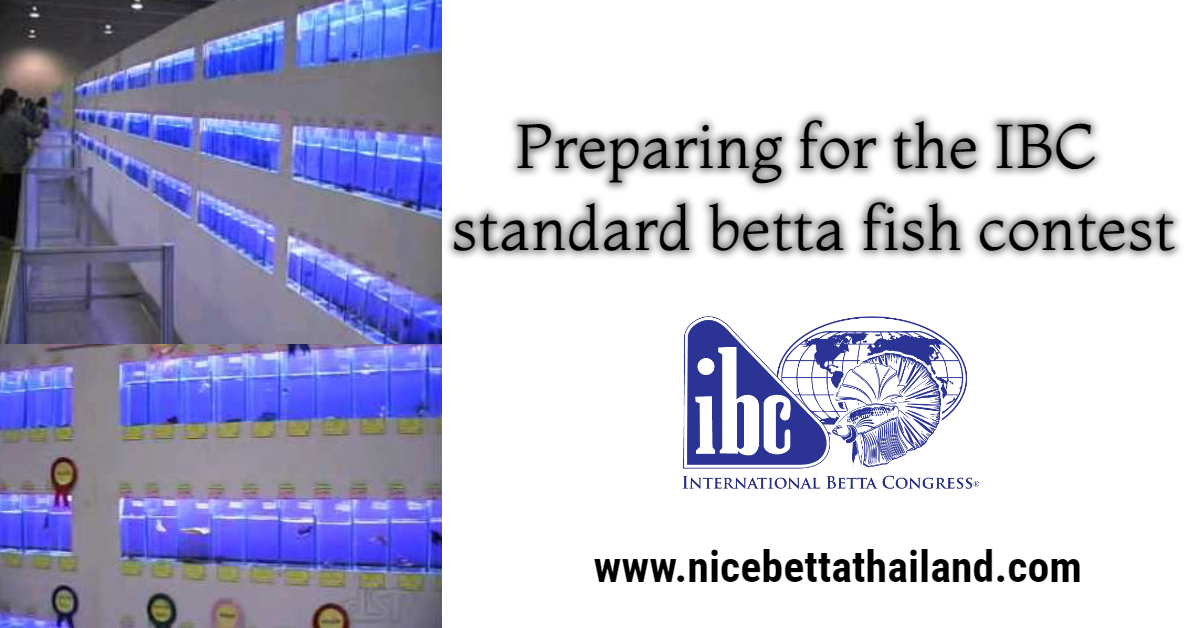 Preparing for the IBC standard betta fish contest