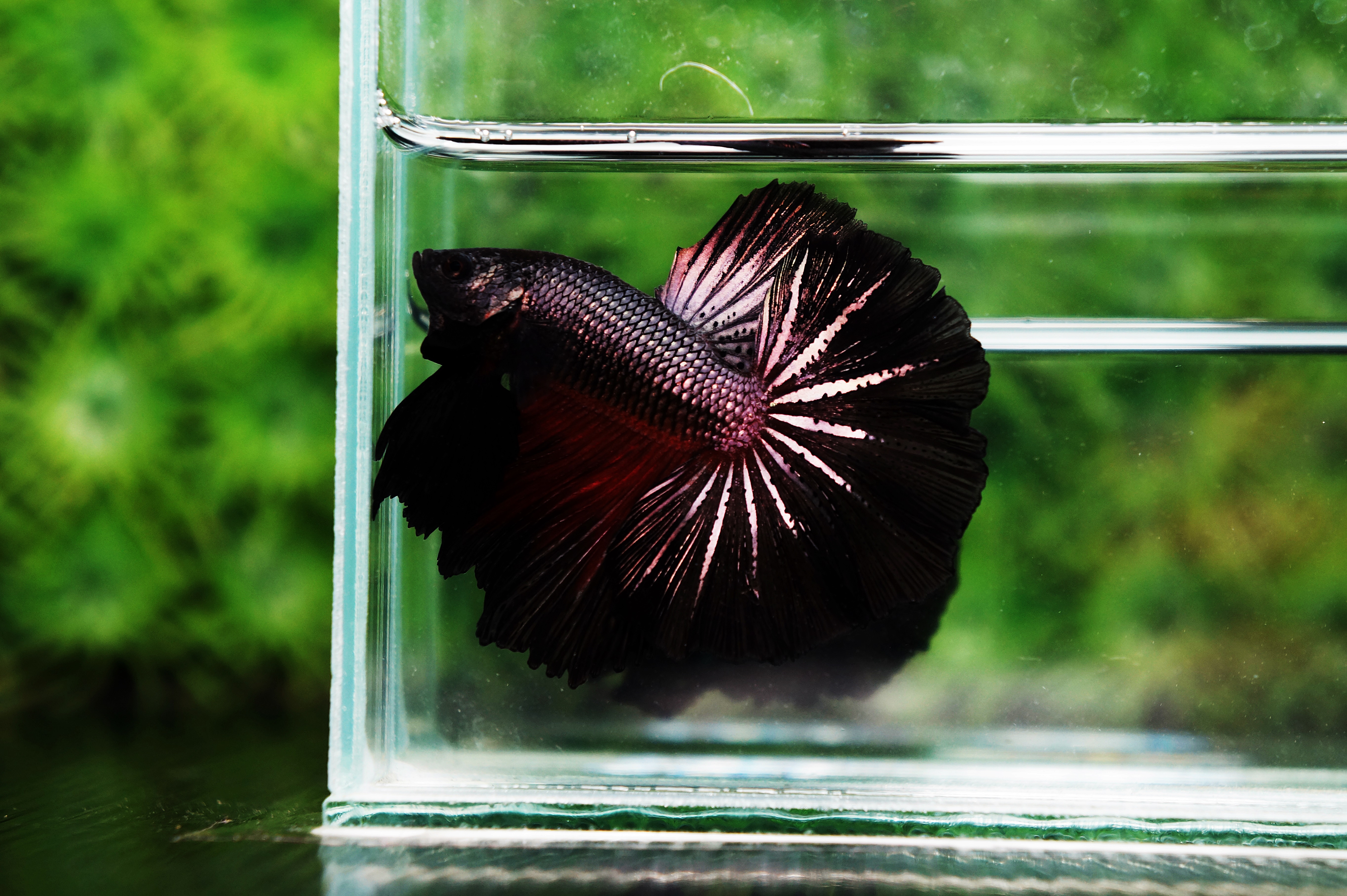 pic Red And Black Female Betta Fish nice betta thailand co ltd.