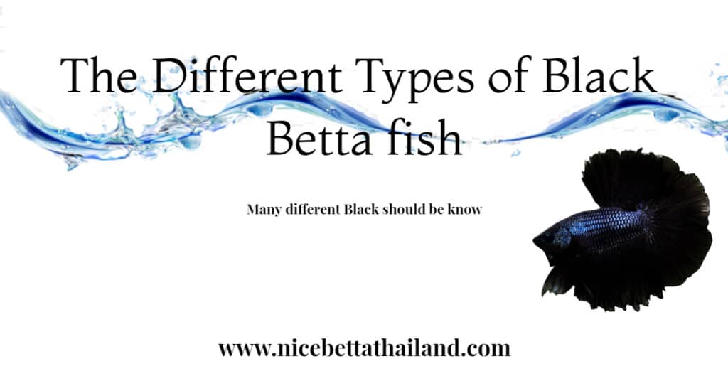 The Different Types of Black Betta fish