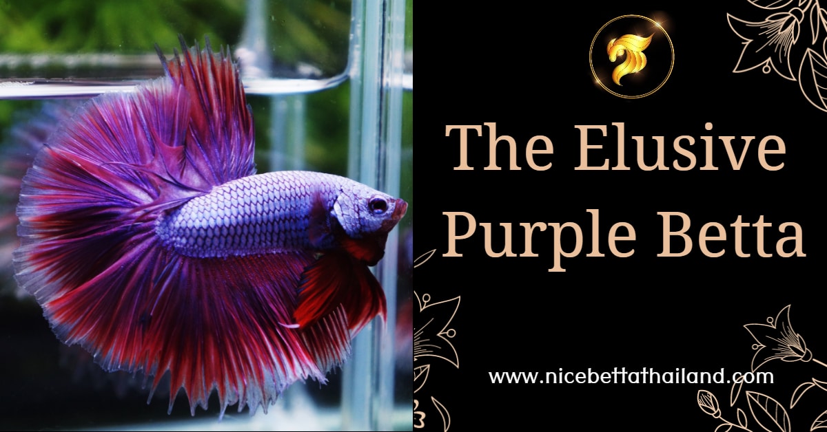 A close-up of a purple betta fish swimming in a tank.