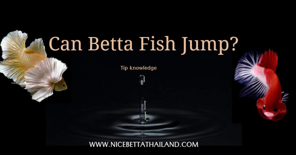 Can Betta Fish Jump