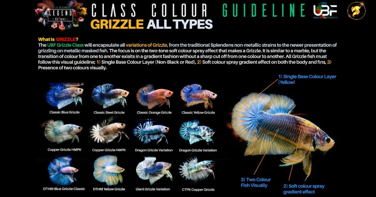 Class Color Guideline Grizzle Betta All Types Nice Betta Thailand Co Ltd