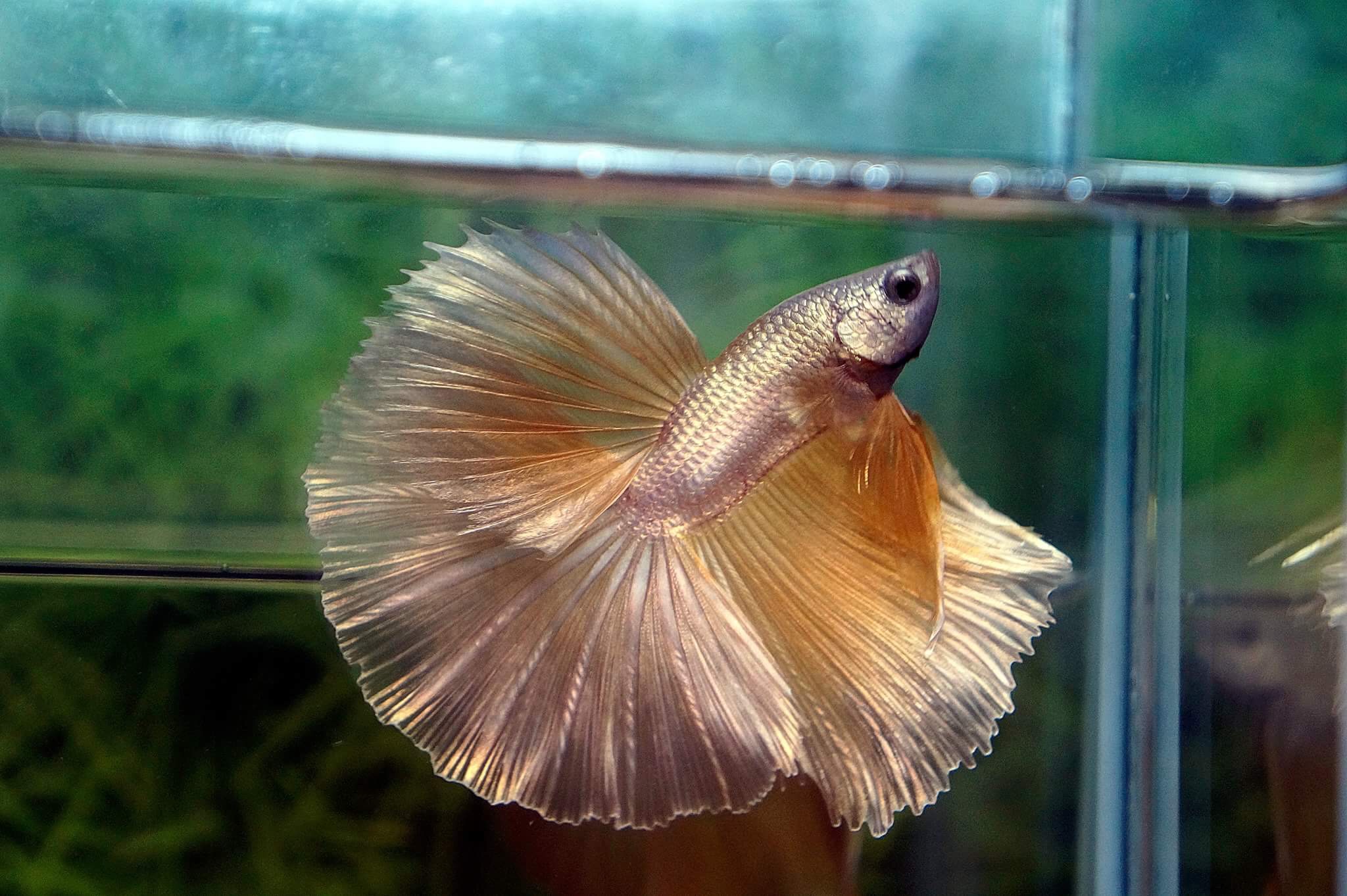 Betta Fish for sale | Siamese Fighting Fish