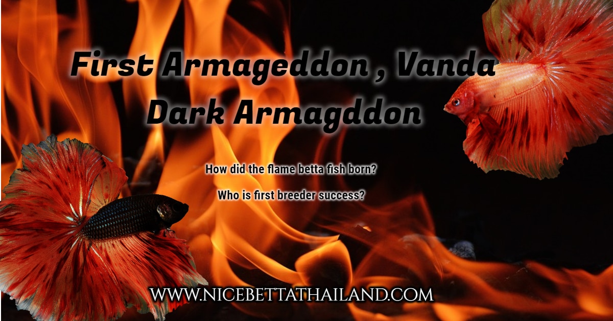 First Armageddon , Vanda Dark Armagddon
