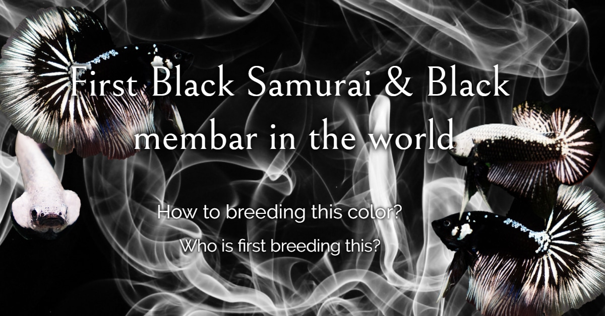 Betta fish Black Samurai and Black mambar