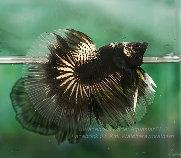 Siamese fighting fish