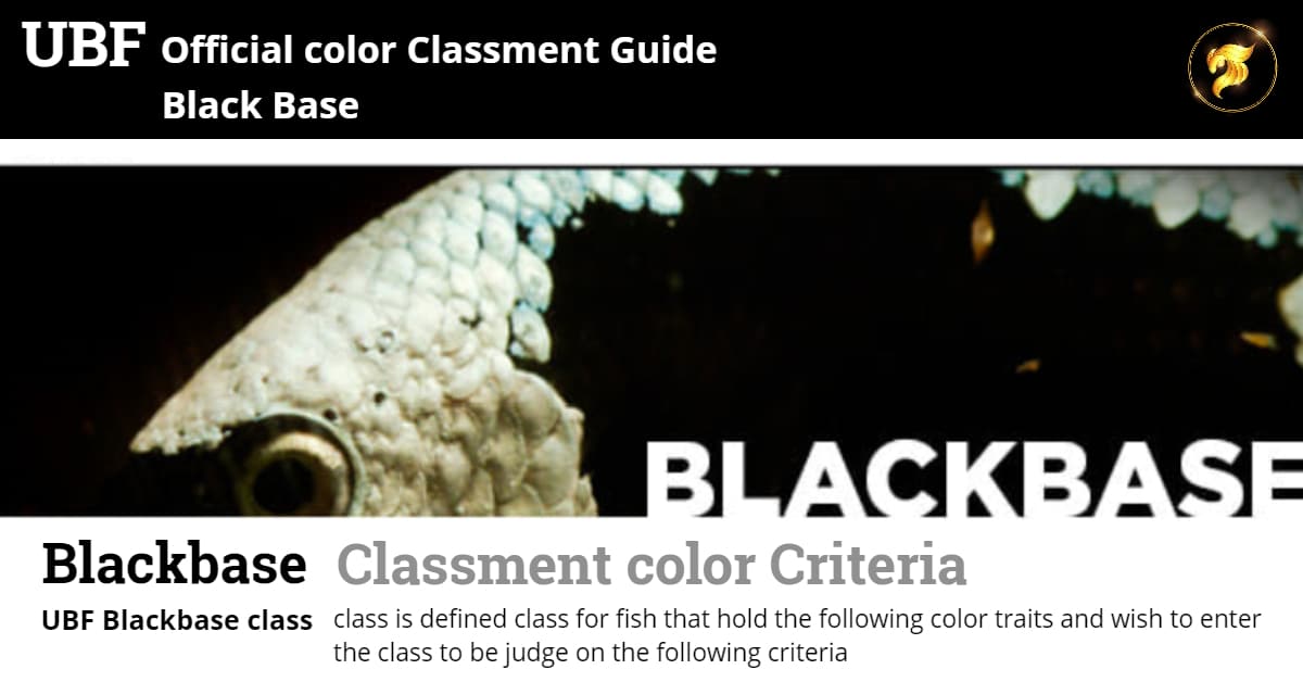 Class color betta fish Guideline Blackbase