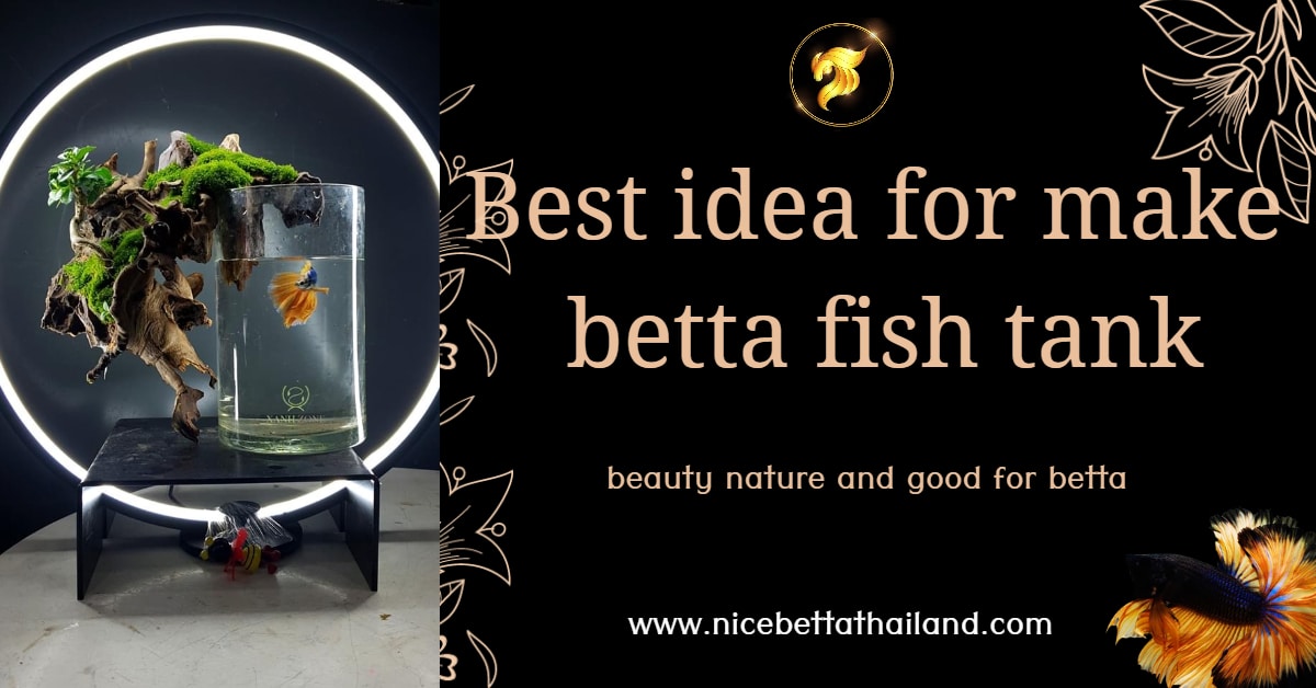 Best idea for make betta fish tank
