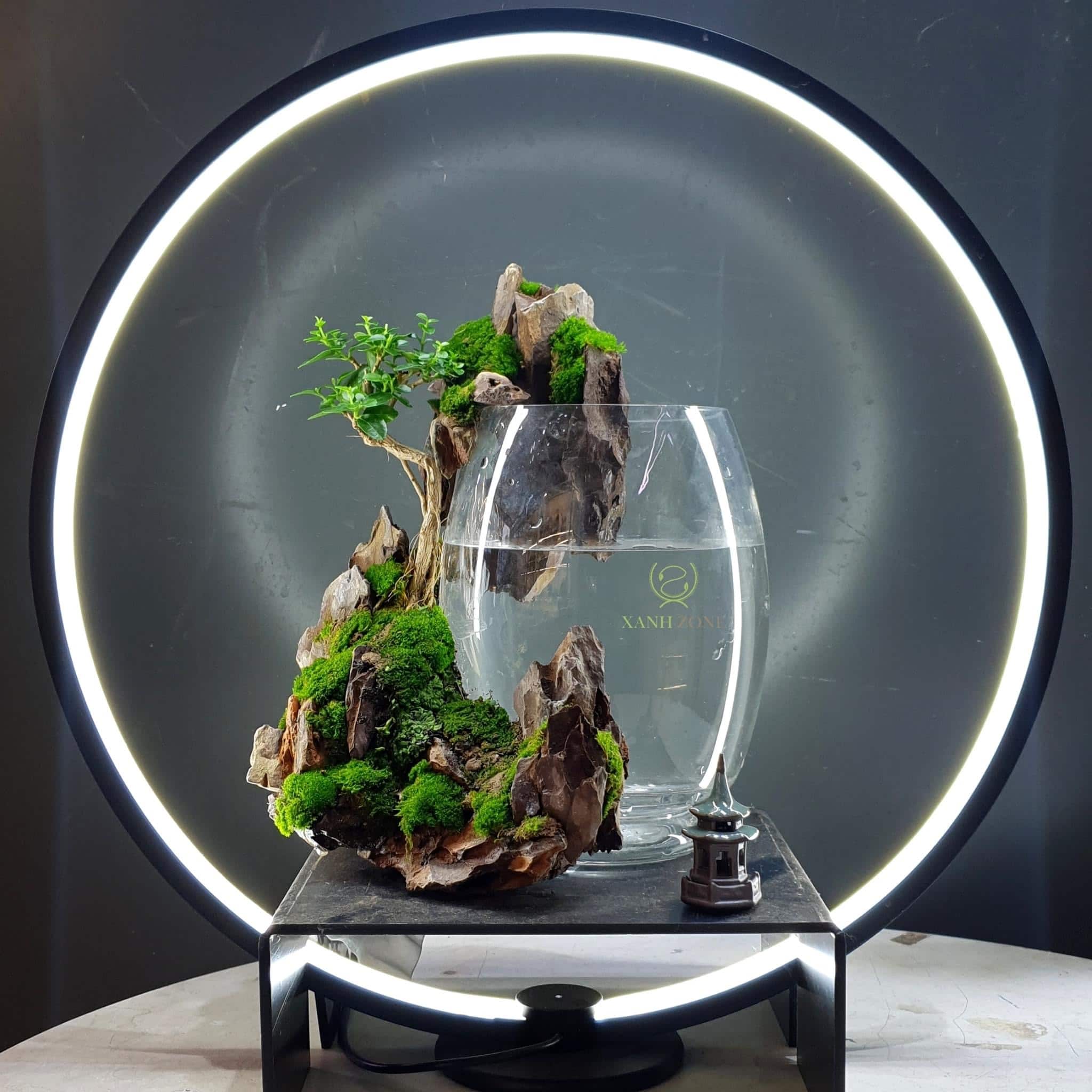 Betta fish tank nature style with circle light