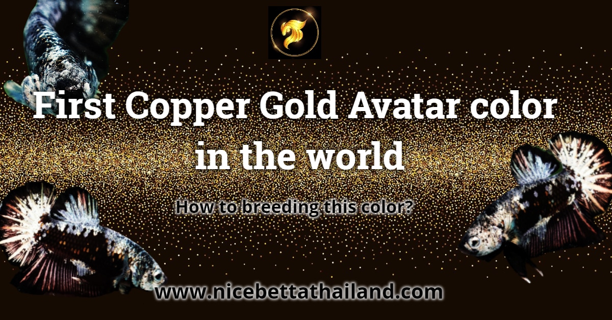 First Copper Gold Avatar color in the world