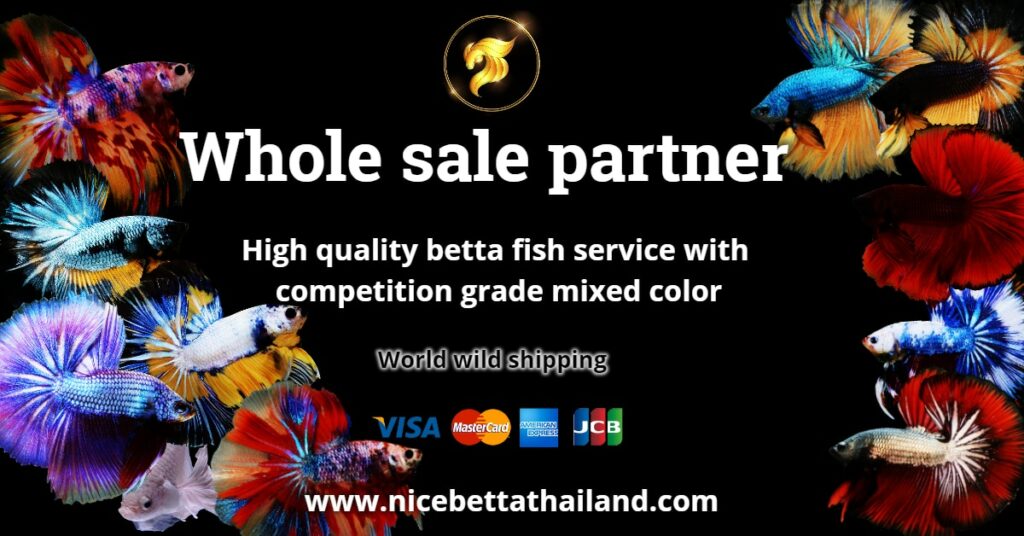 Whole sale betta fish partner