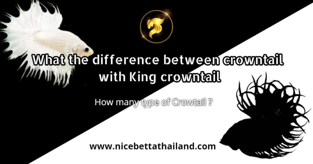 What the difference between crowntail with King crowntail