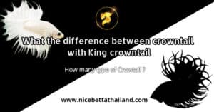 What the difference between crowntail with King crowntail