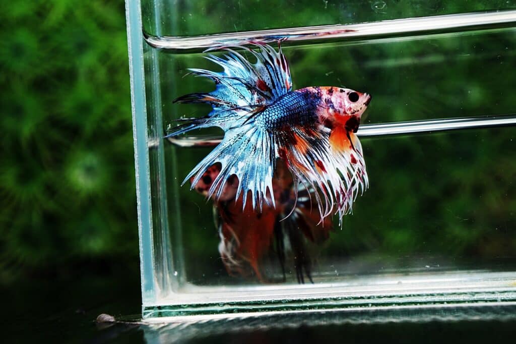 Crowntail Candy Nemo