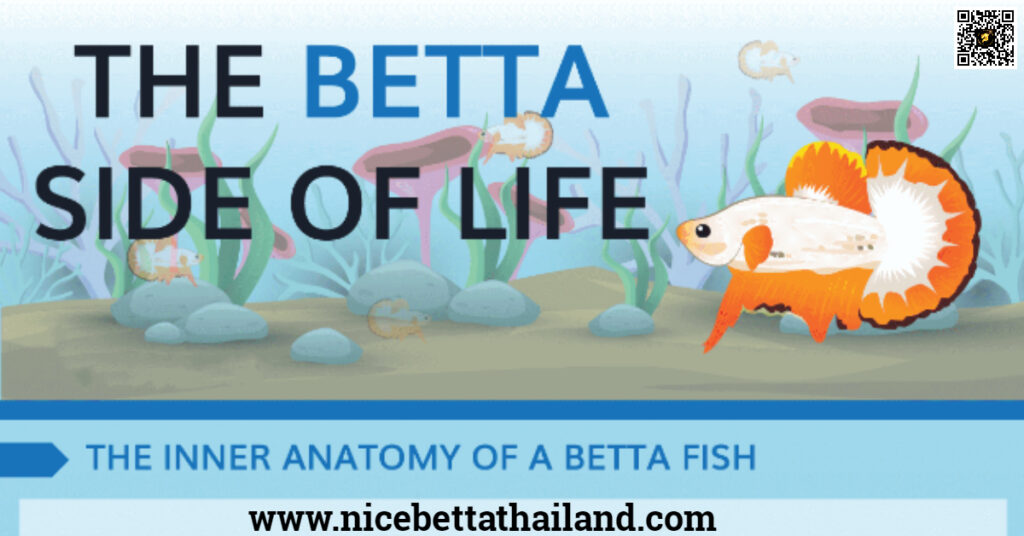 Betta fish care infographic