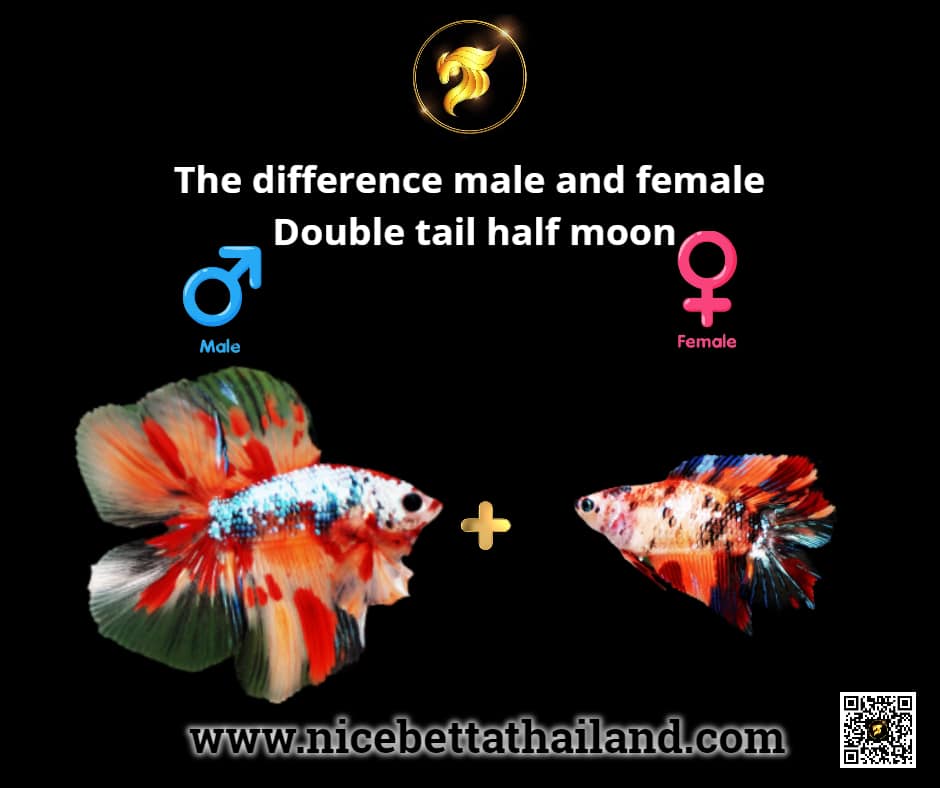The difference male and female Double tail half moon