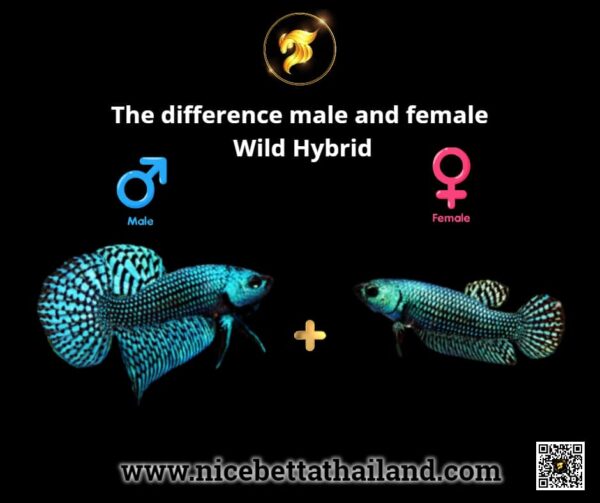 The difference male and female Wild Hybrid