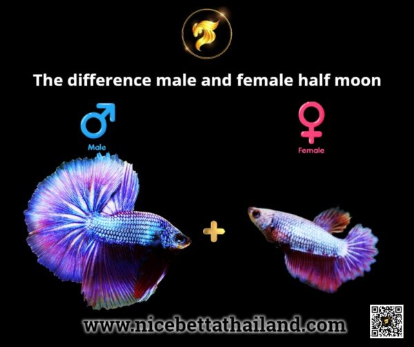 The difference male and female half moon