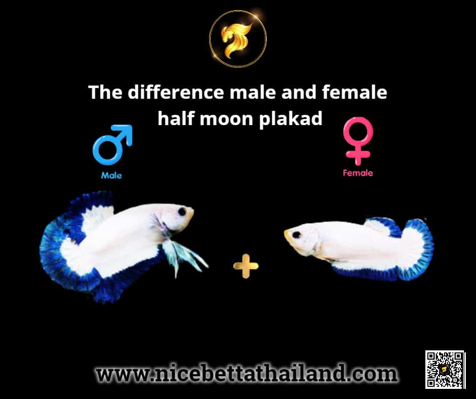 The difference male and female half moon plakad