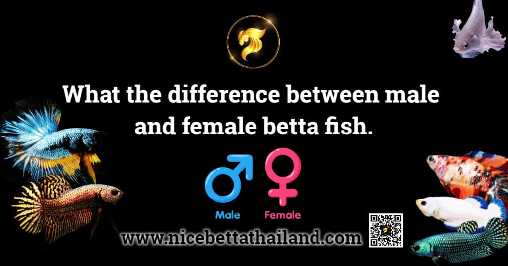What the difference between male and female betta fish.