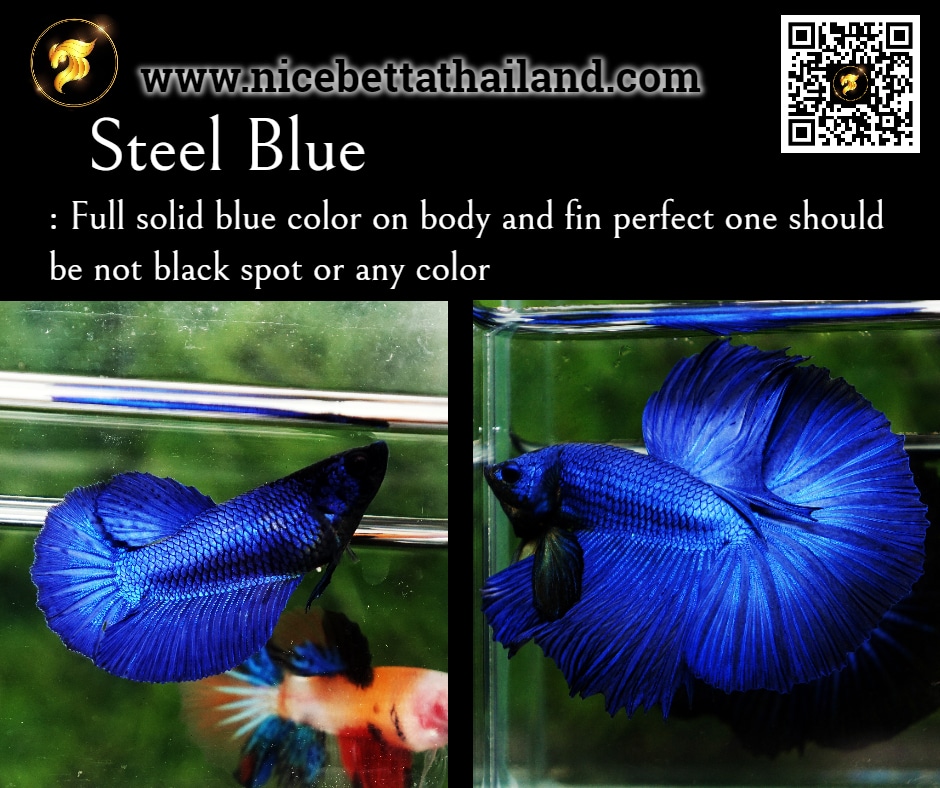 Betta fish Steel blue