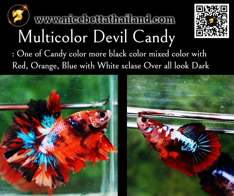 Betta fish Multicolor Devil Candy