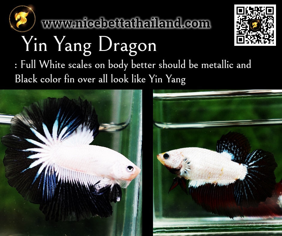 Betta fish Yin Yang Dragon