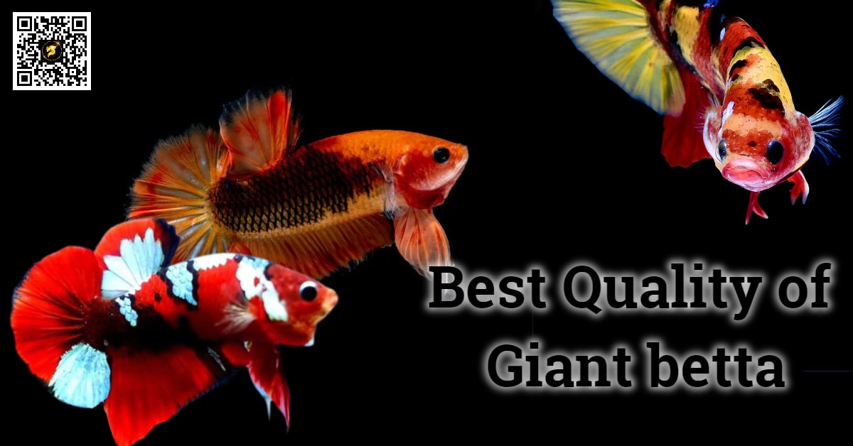 Best Quality of Giant betta fish