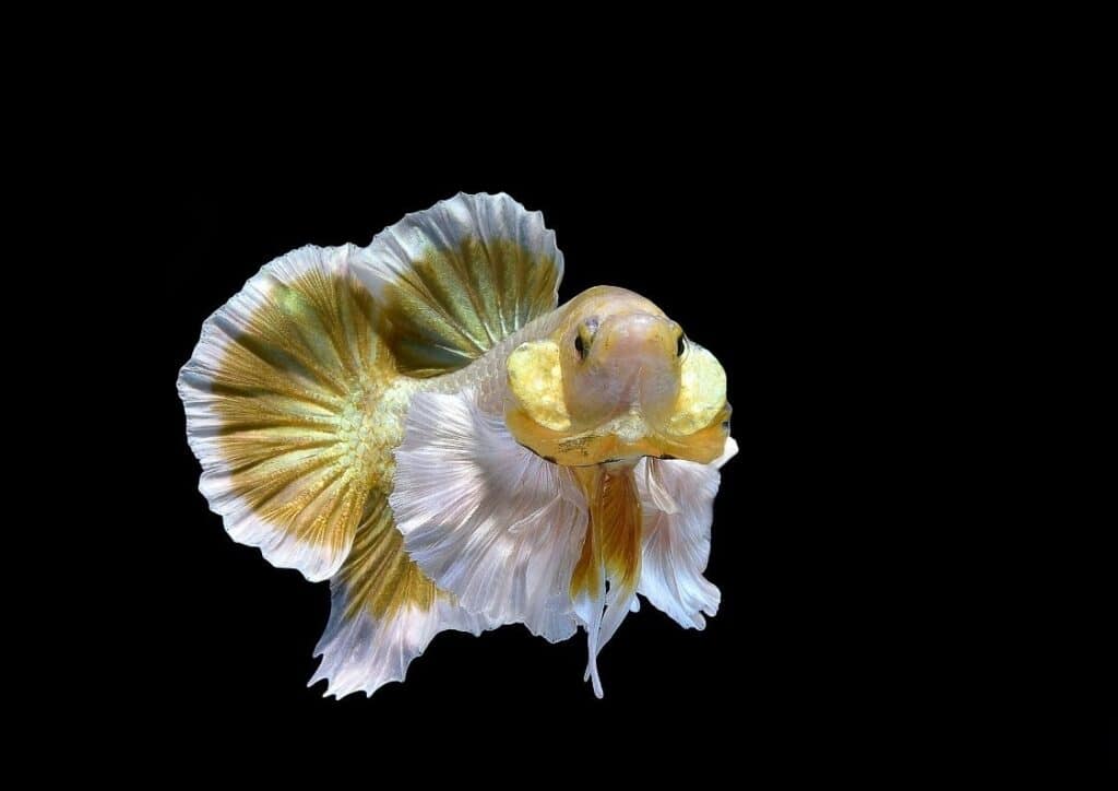 Giant dumbo betta