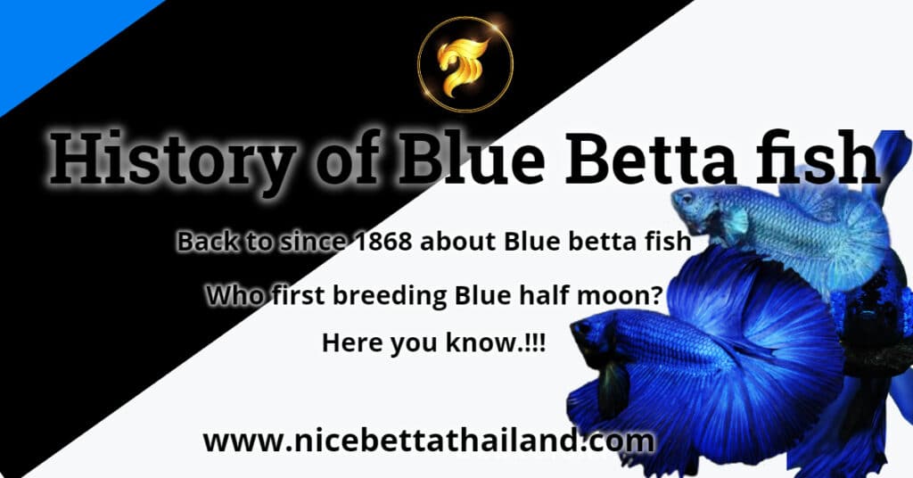 History of Blue Betta fish
