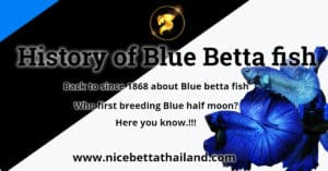 History of Blue Betta fish