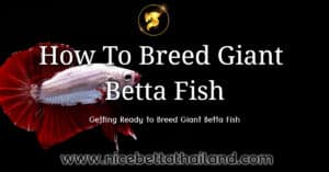 How To Breed Giant Betta Fish