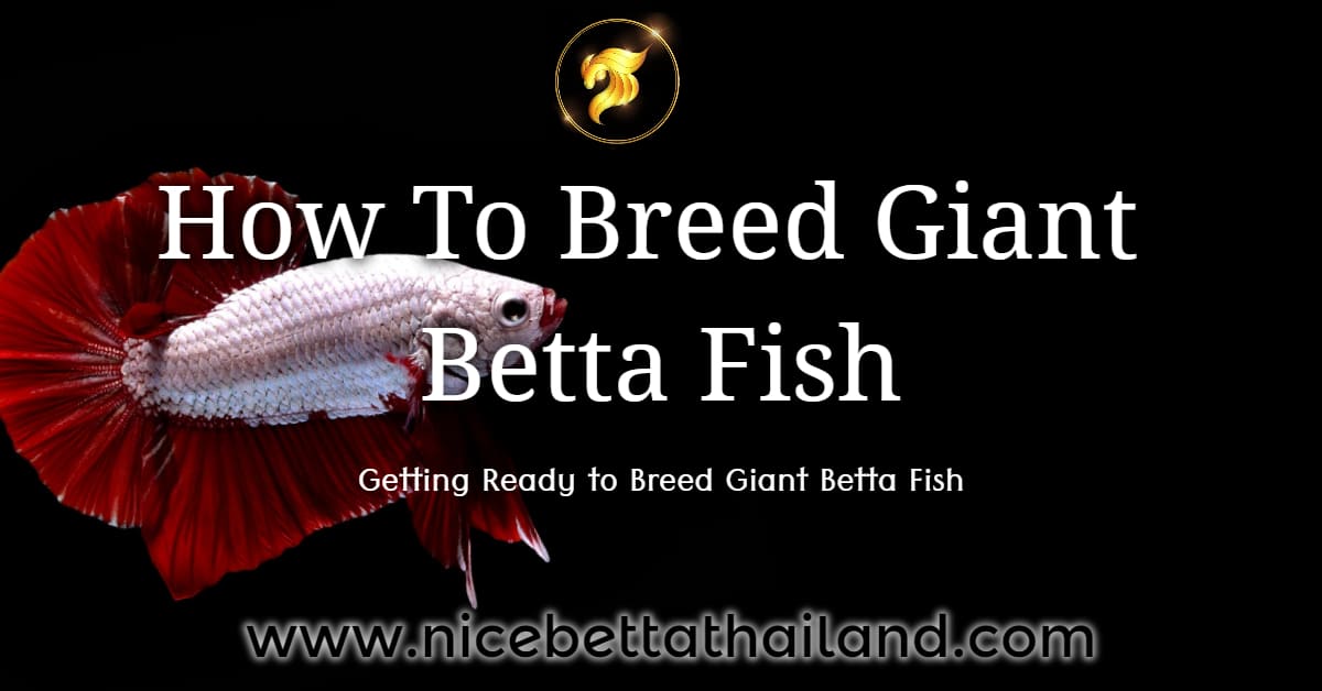 How To Breed Giant Betta Fish