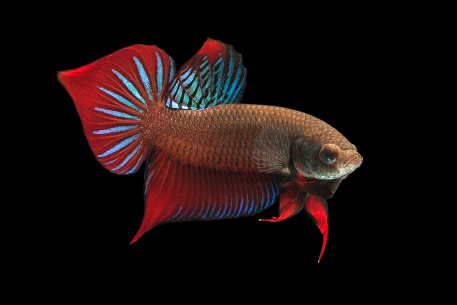 Wild Red betta fish
