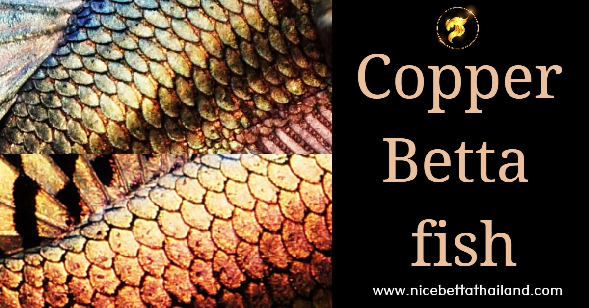 Copper Betta fish