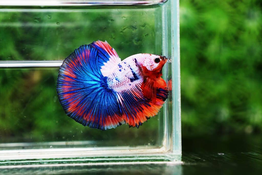 All any color betta fish