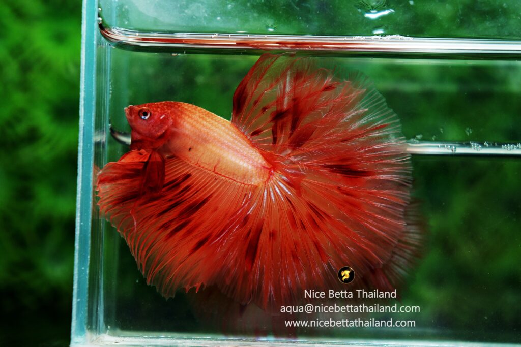 Armageddon betta fish