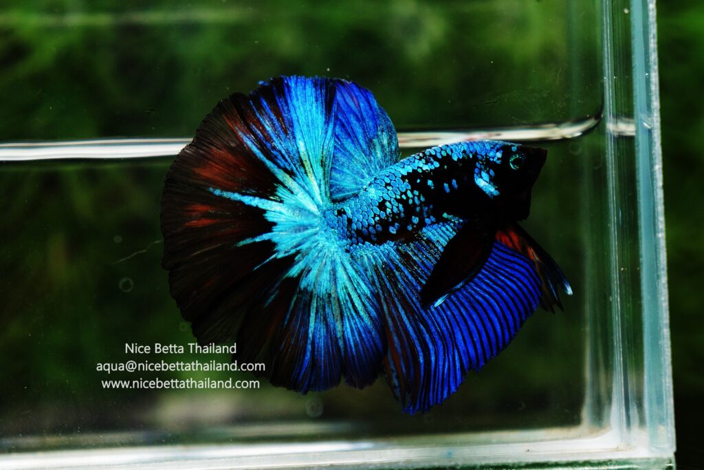 Avatar betta fish