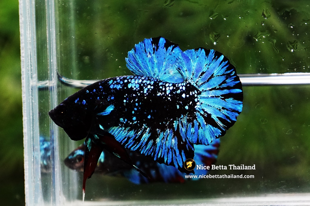 Betta Fish Avatar Nebular Black Star By Nice Betta Thailand