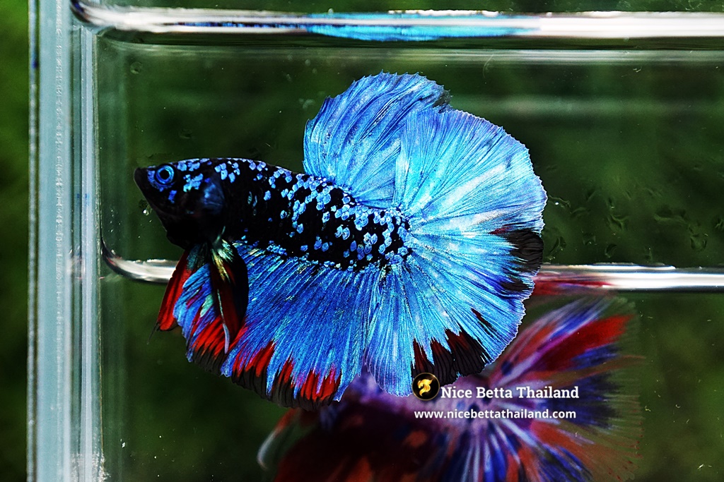 Betta Fish Avatar Nebular Blue Black Star By Nice Betta Thailand