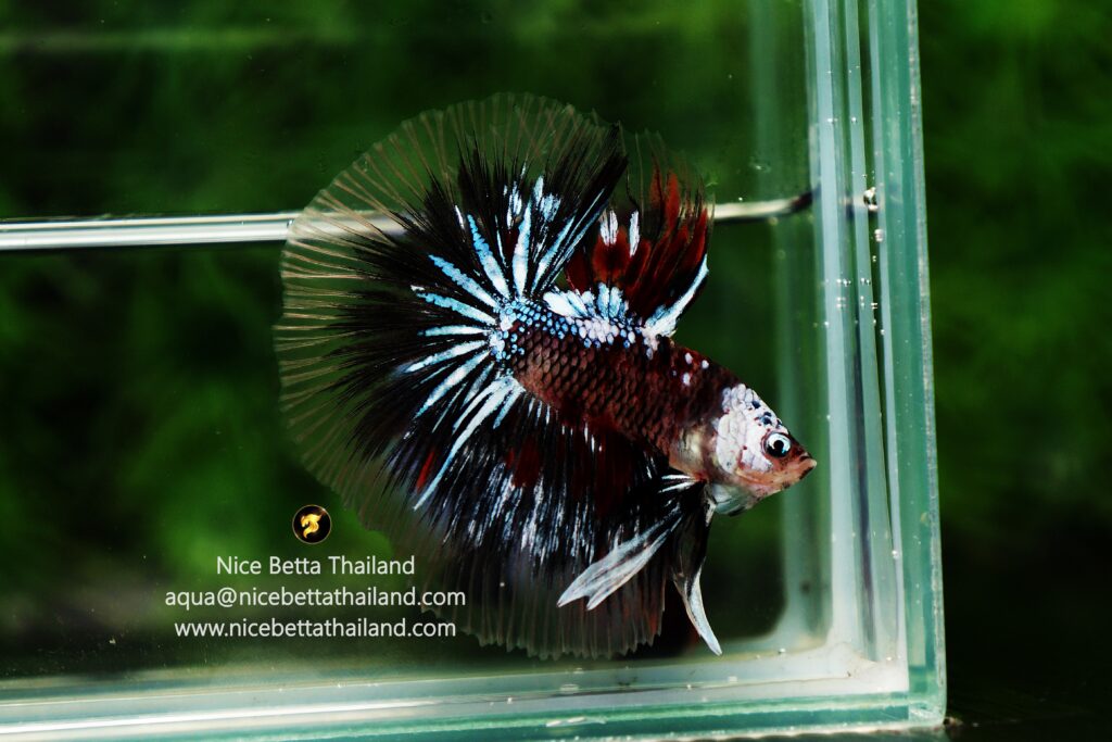 Betta Thailand