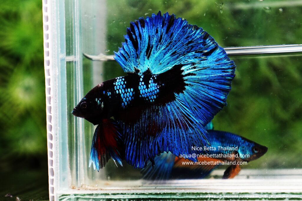 Betta fish