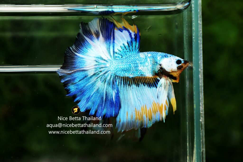 Betta fish